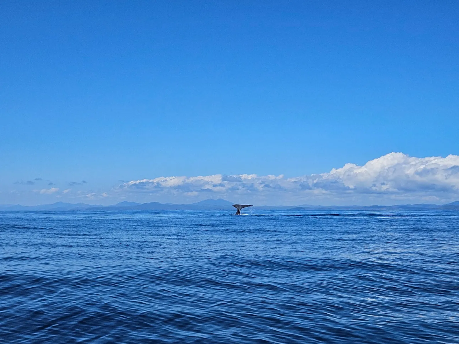 Baleine à bosse