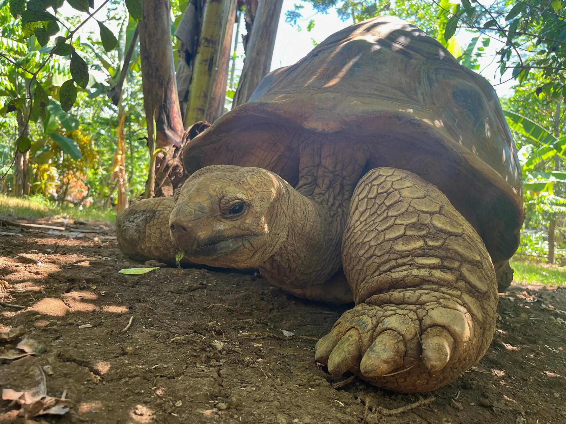 Tortue de terre