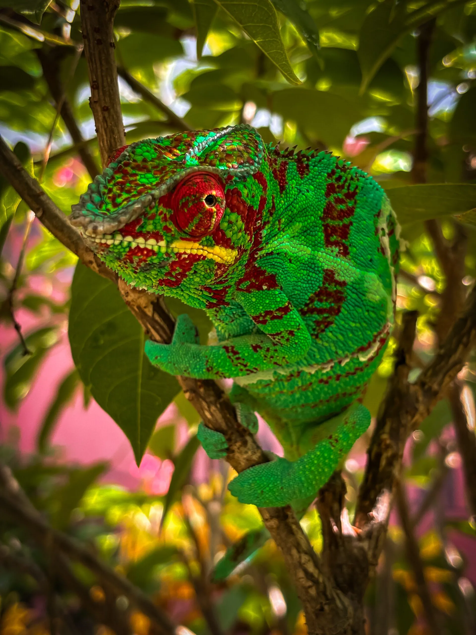 Caméléon