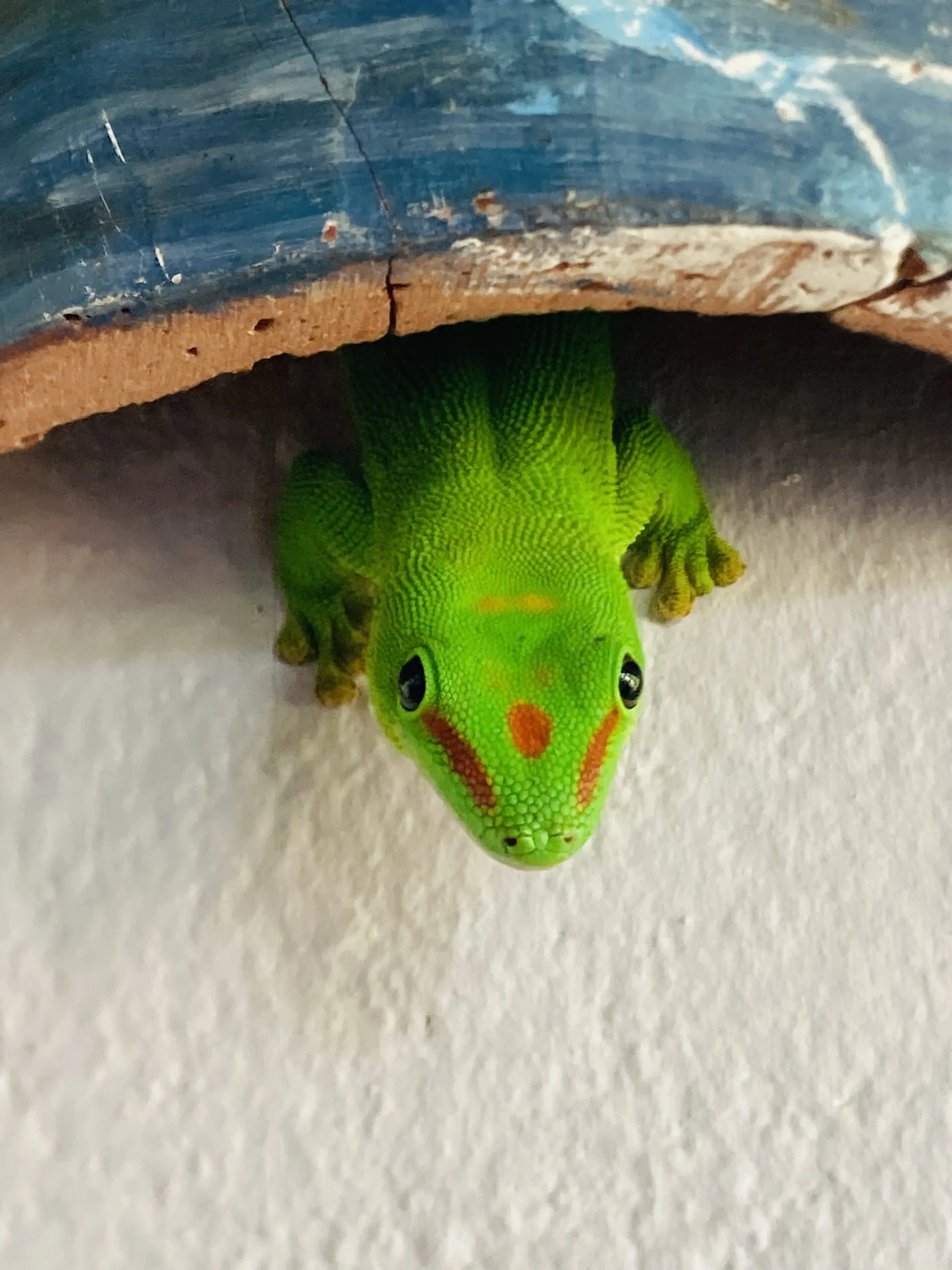 Lézard