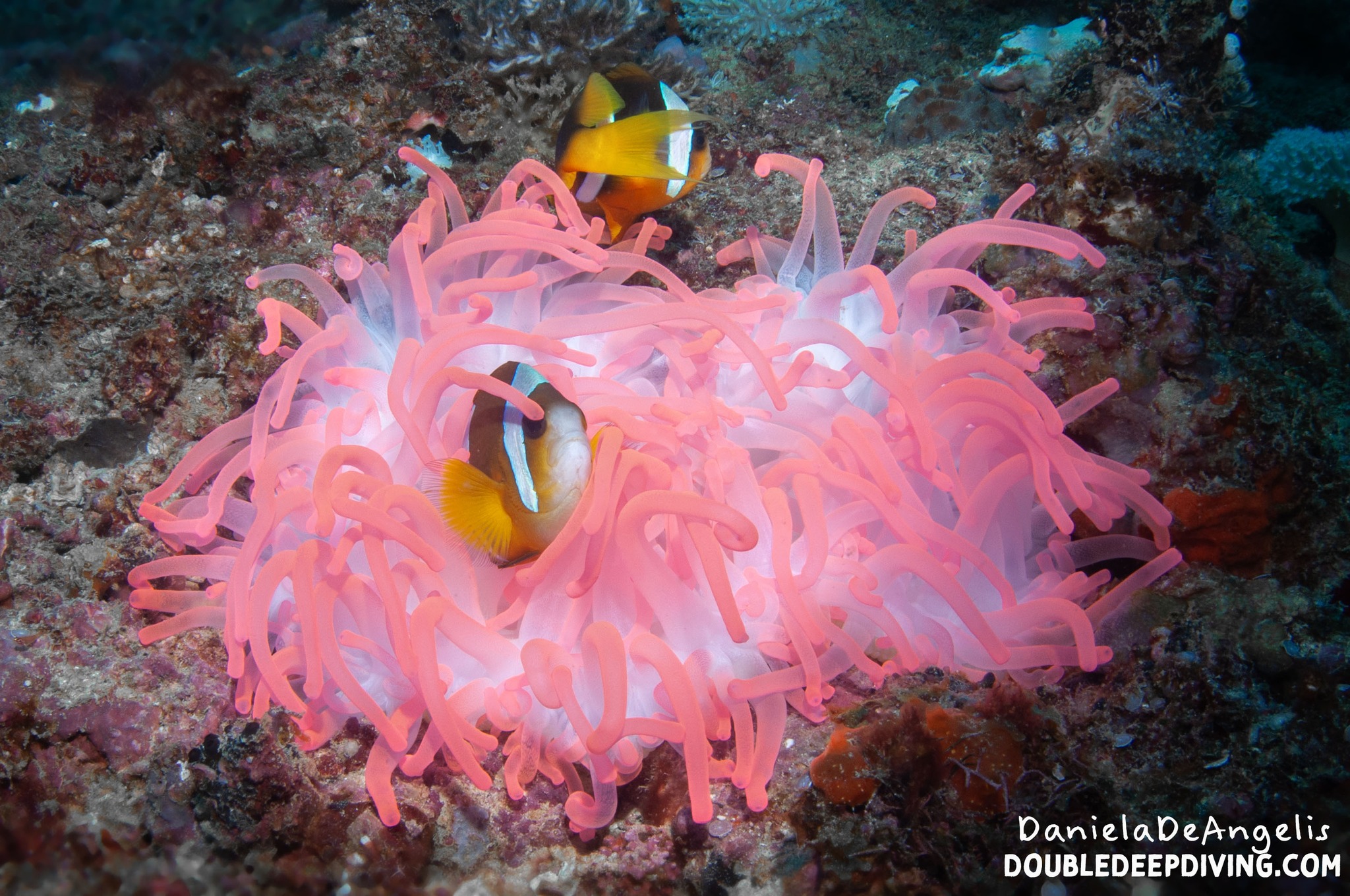 Anemone_poissonclown - s'évader Tsarabeach